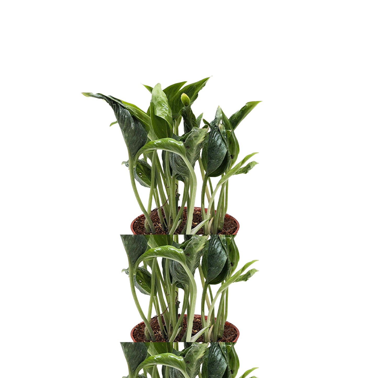 Pothos 'Shangri La'
