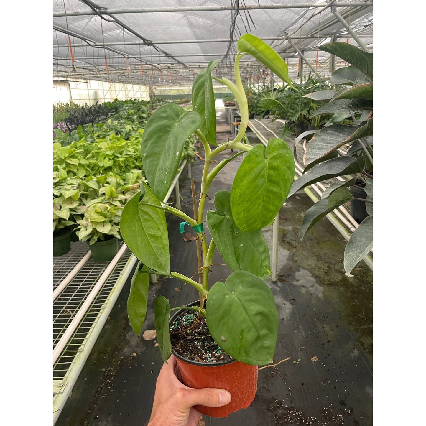 Syngonium 'Ice Frost'