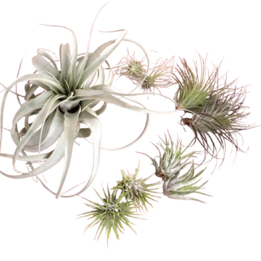 Mothers Day Air Plant Bundle