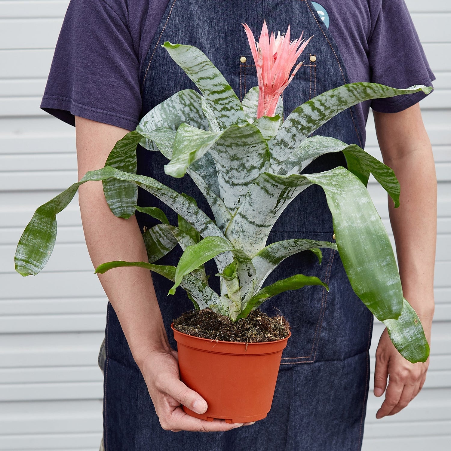 Bromeliad