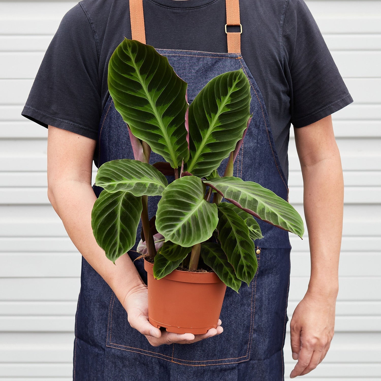 Calathea