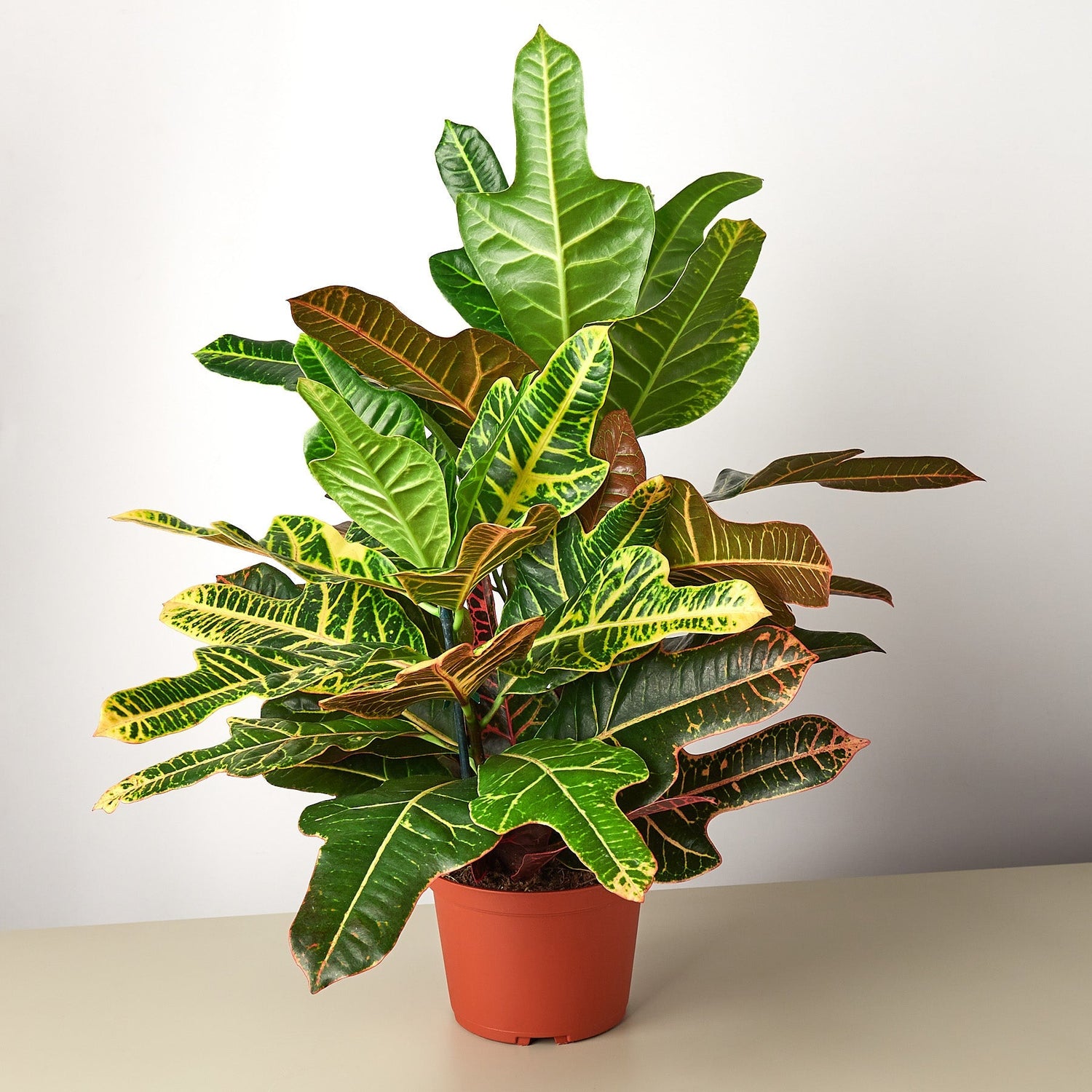 Croton