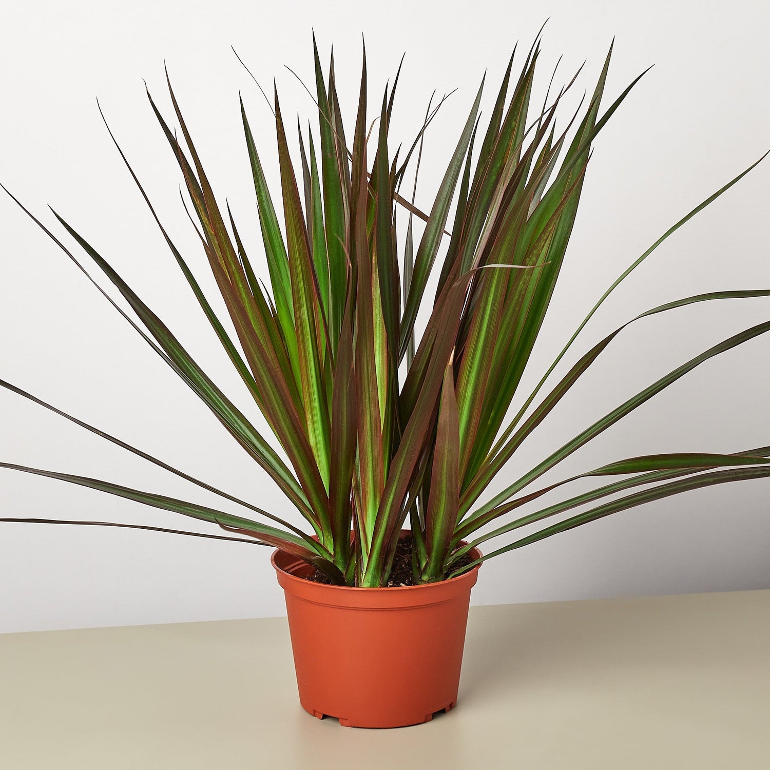 Dracaena