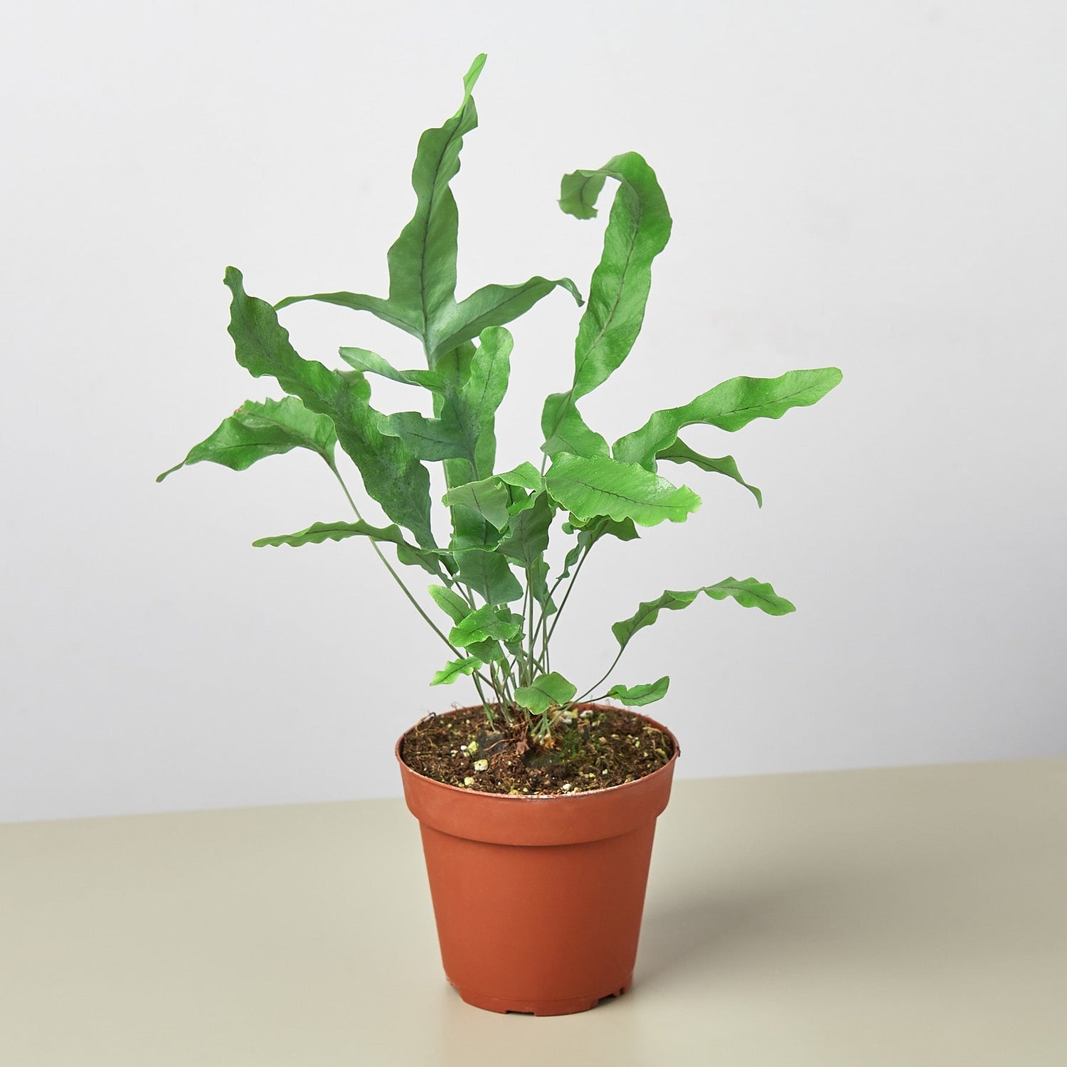 Fern