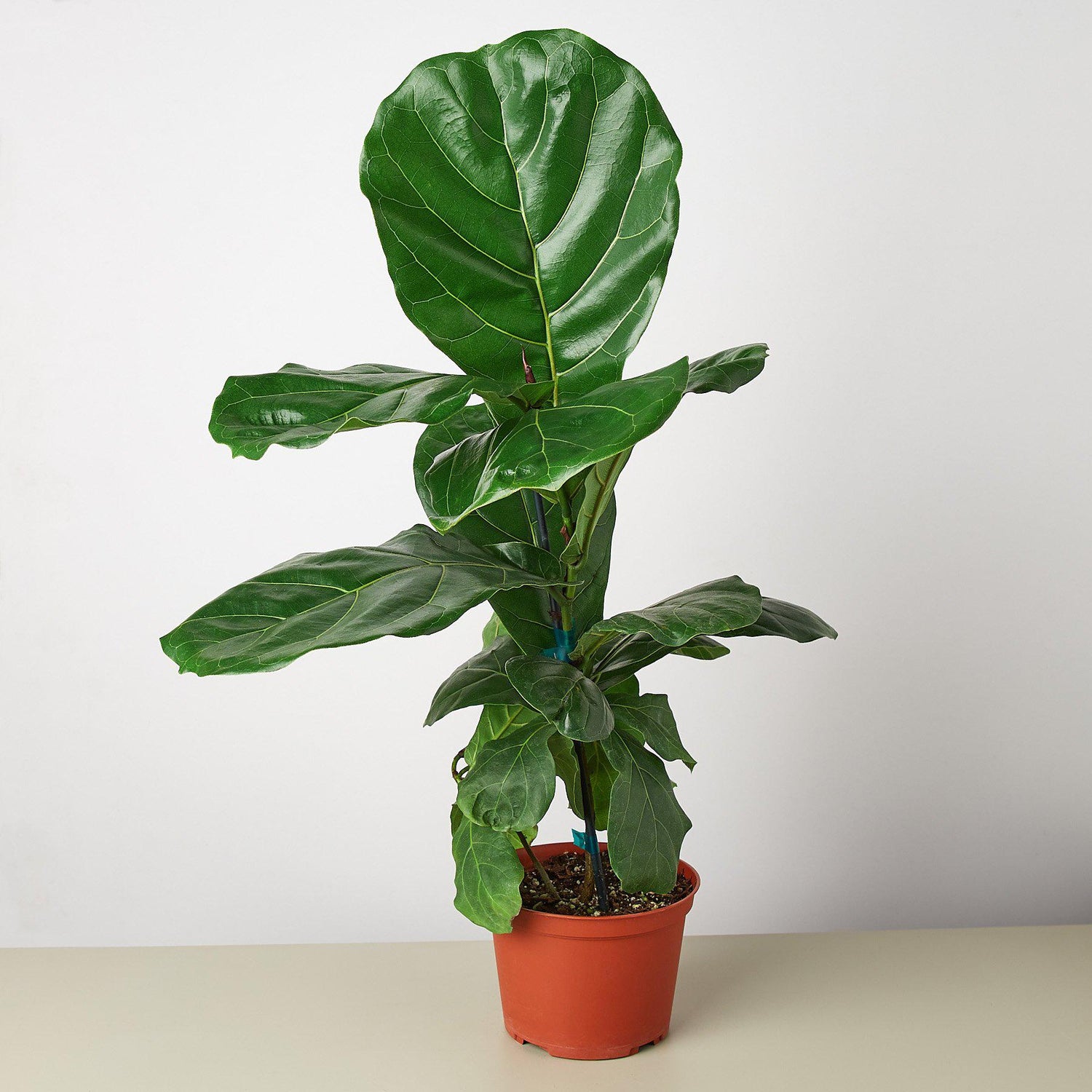 Ficus