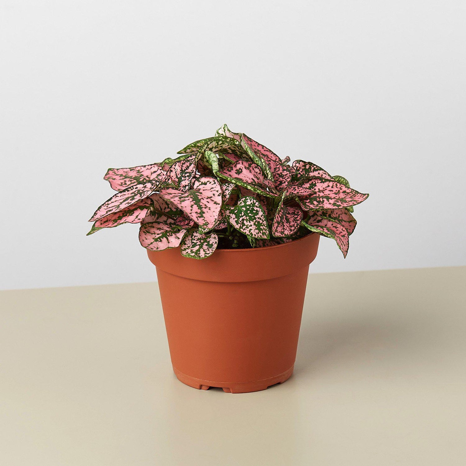 Hypoestes