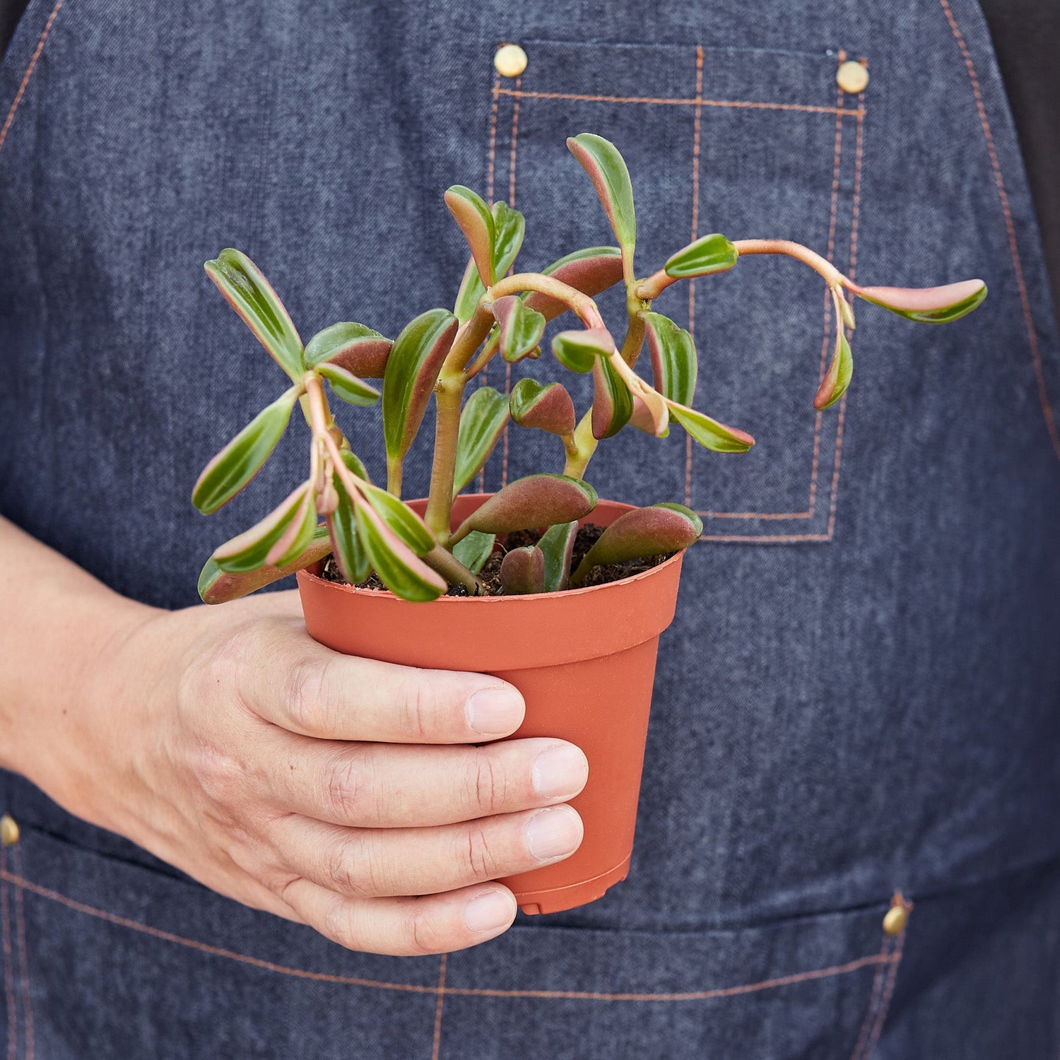 Peperomia