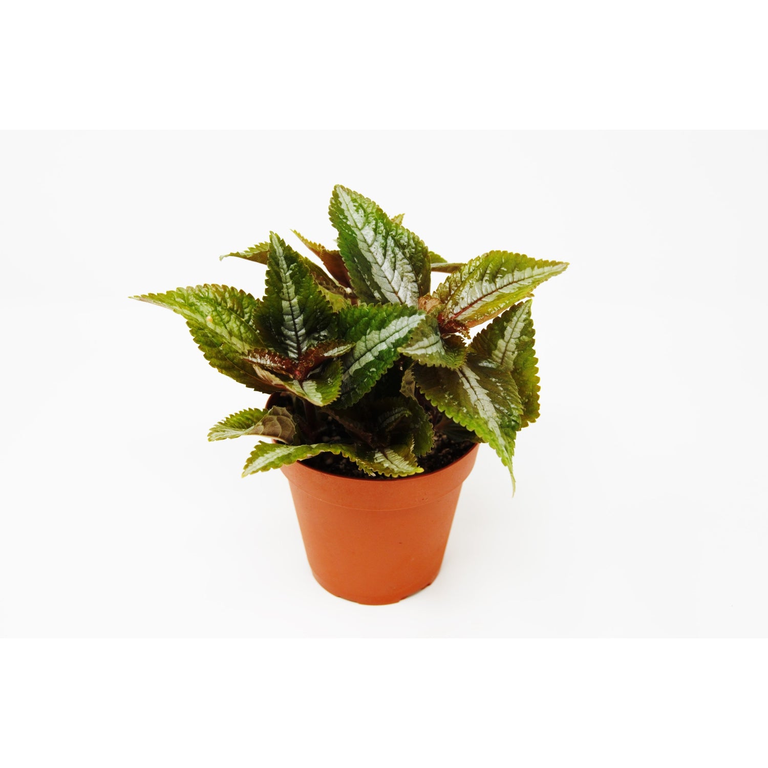 Pilea
