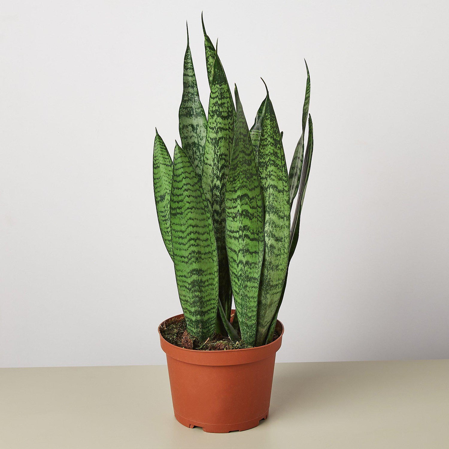 Snake Plant