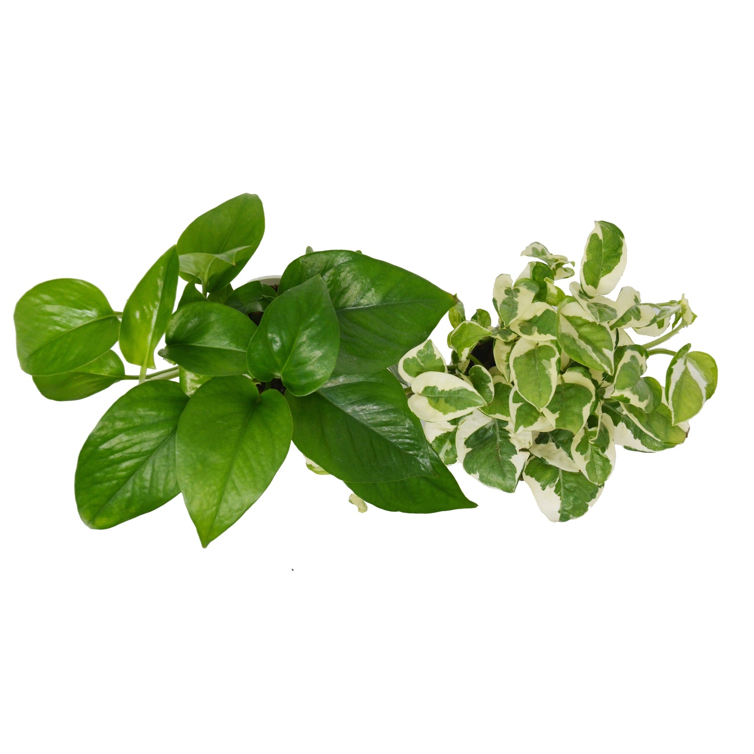 Pothos