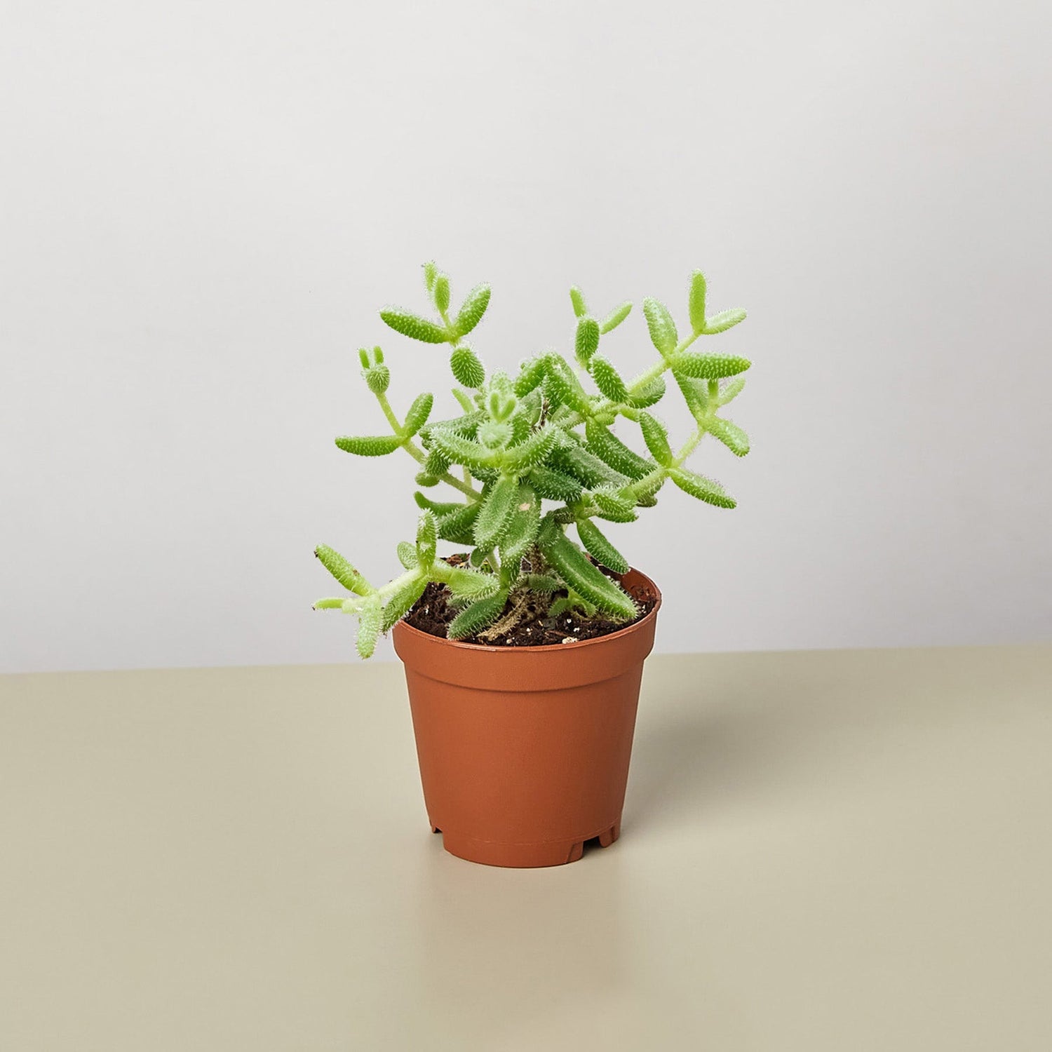 Succulent