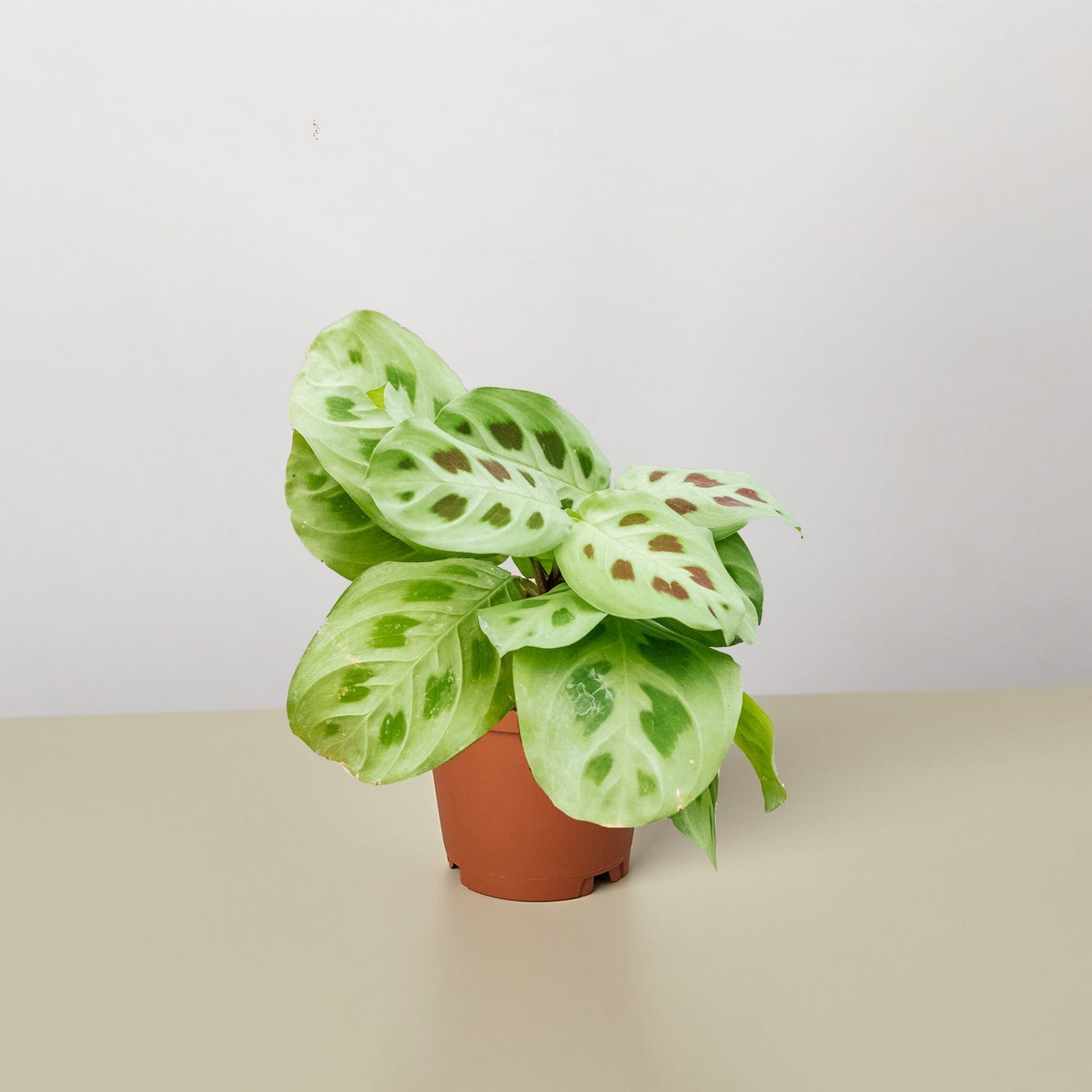 Maranta