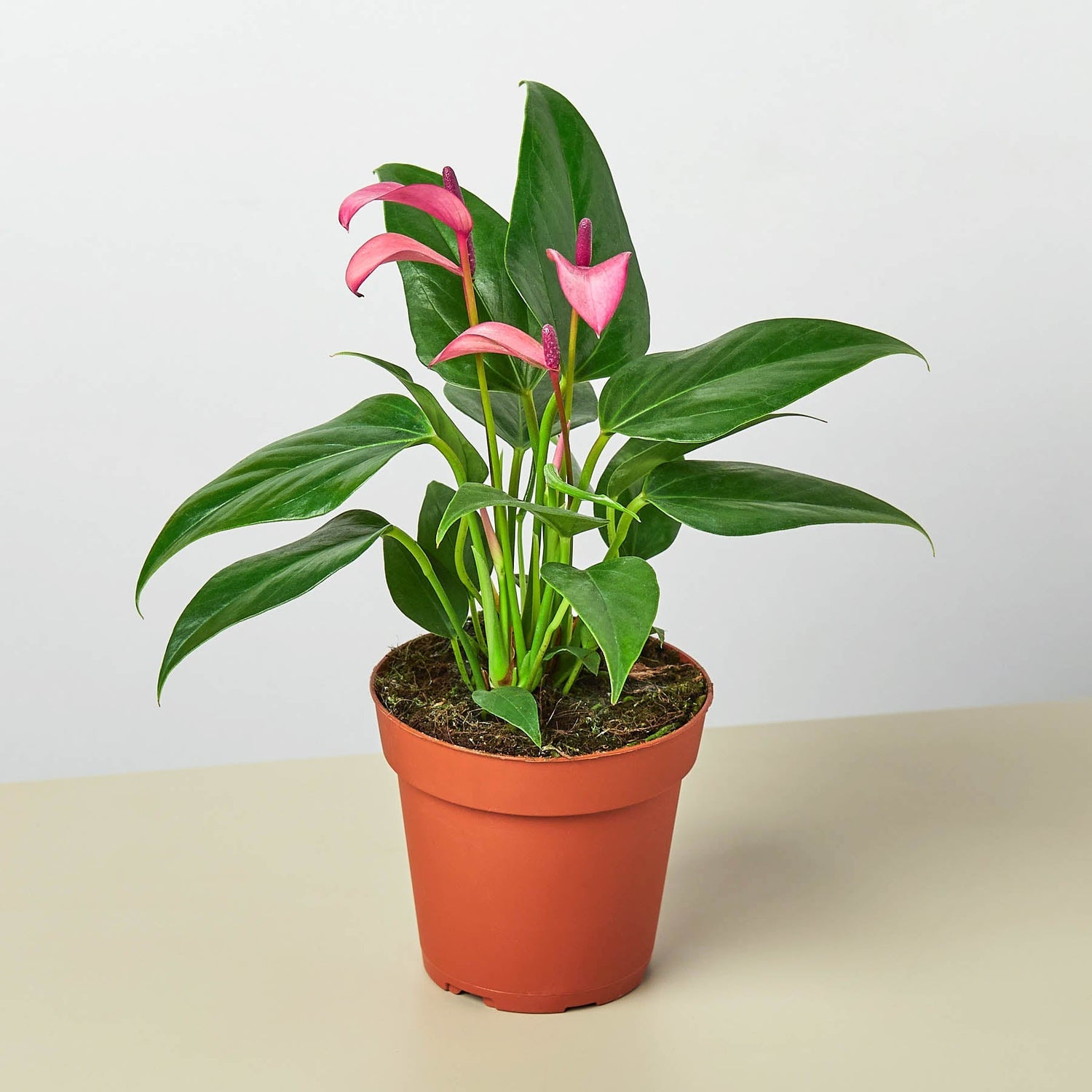 Anthurium