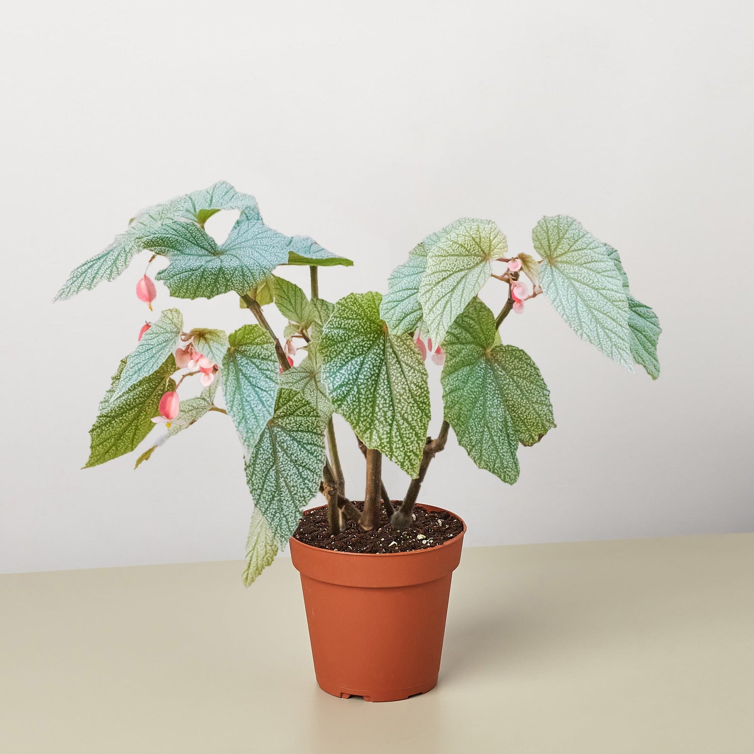 Begonia