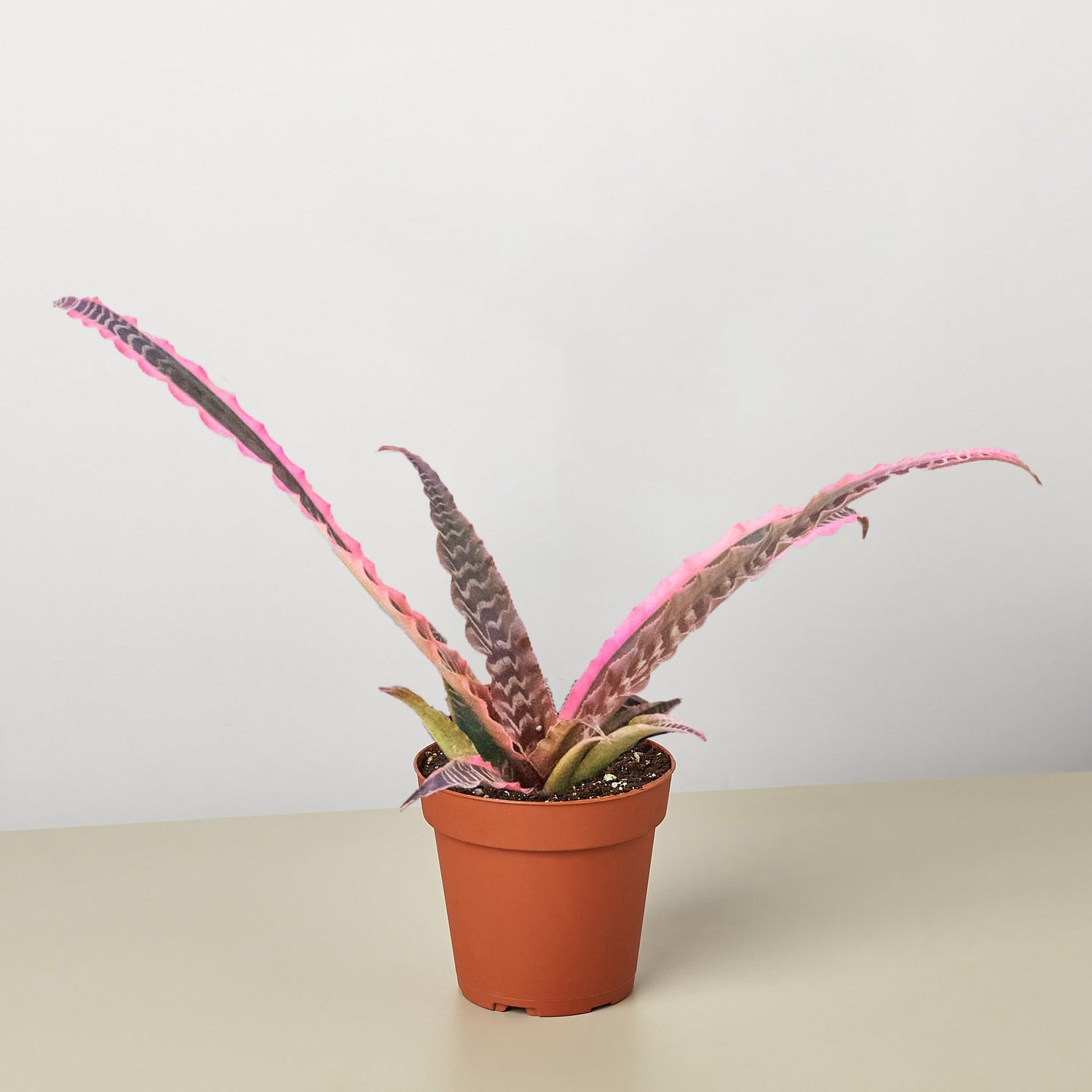 Cryptanthus