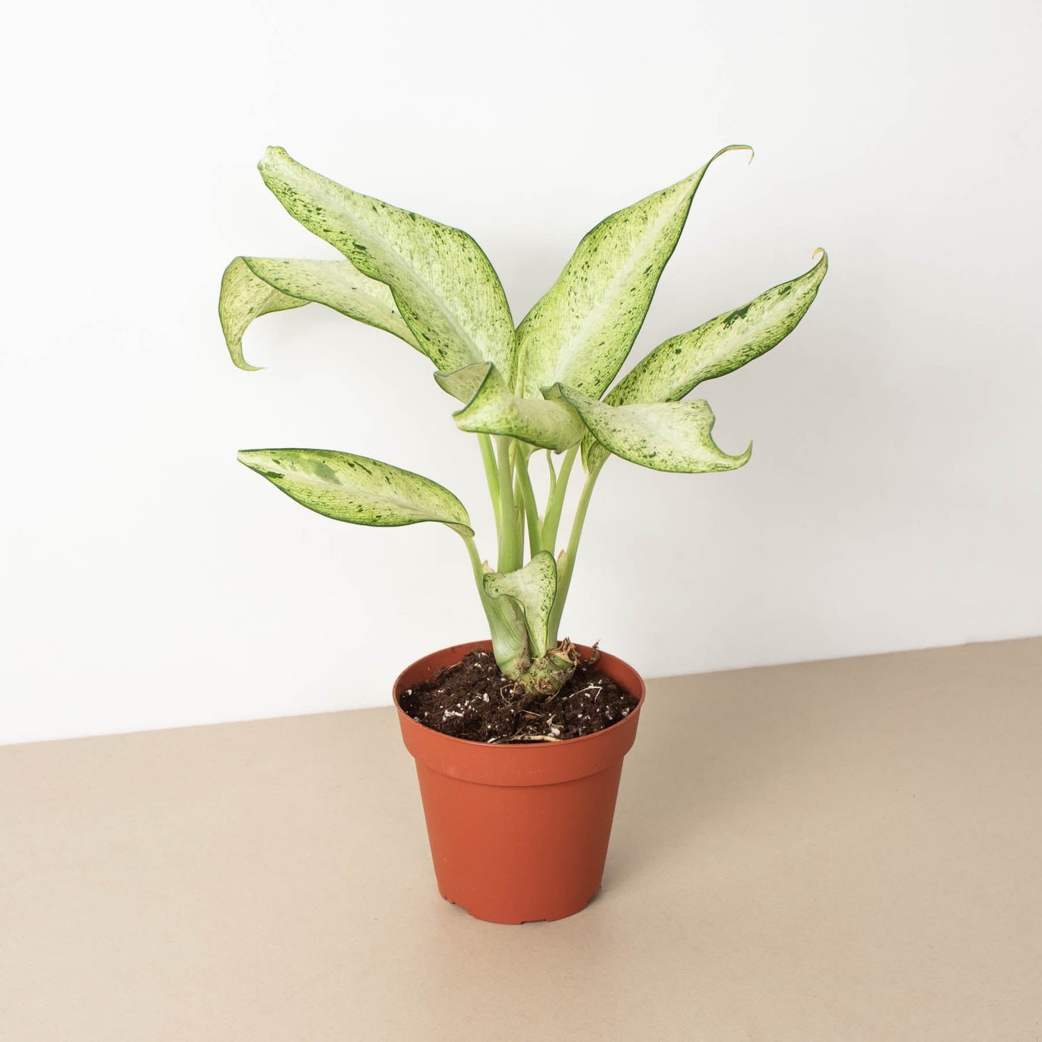Dieffenbachia