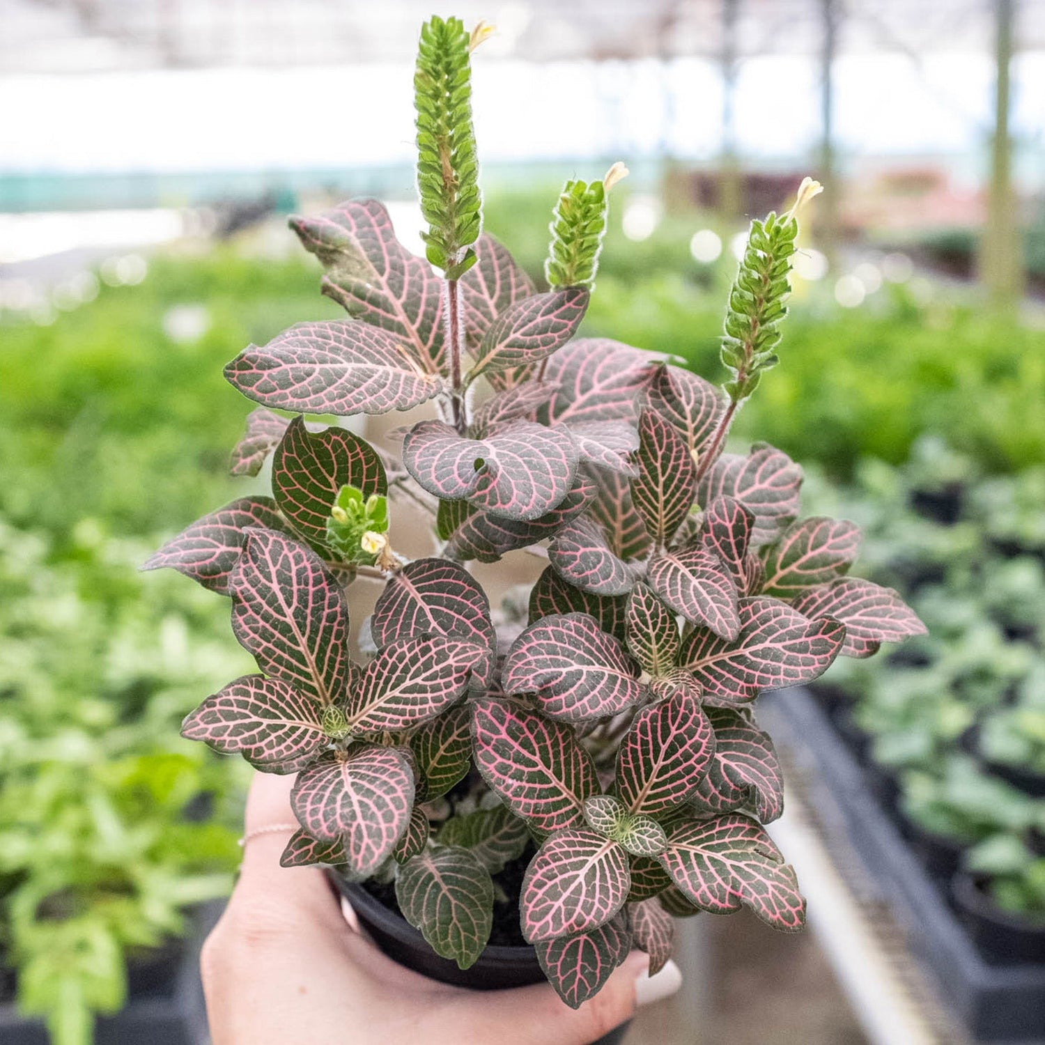 Fittonia