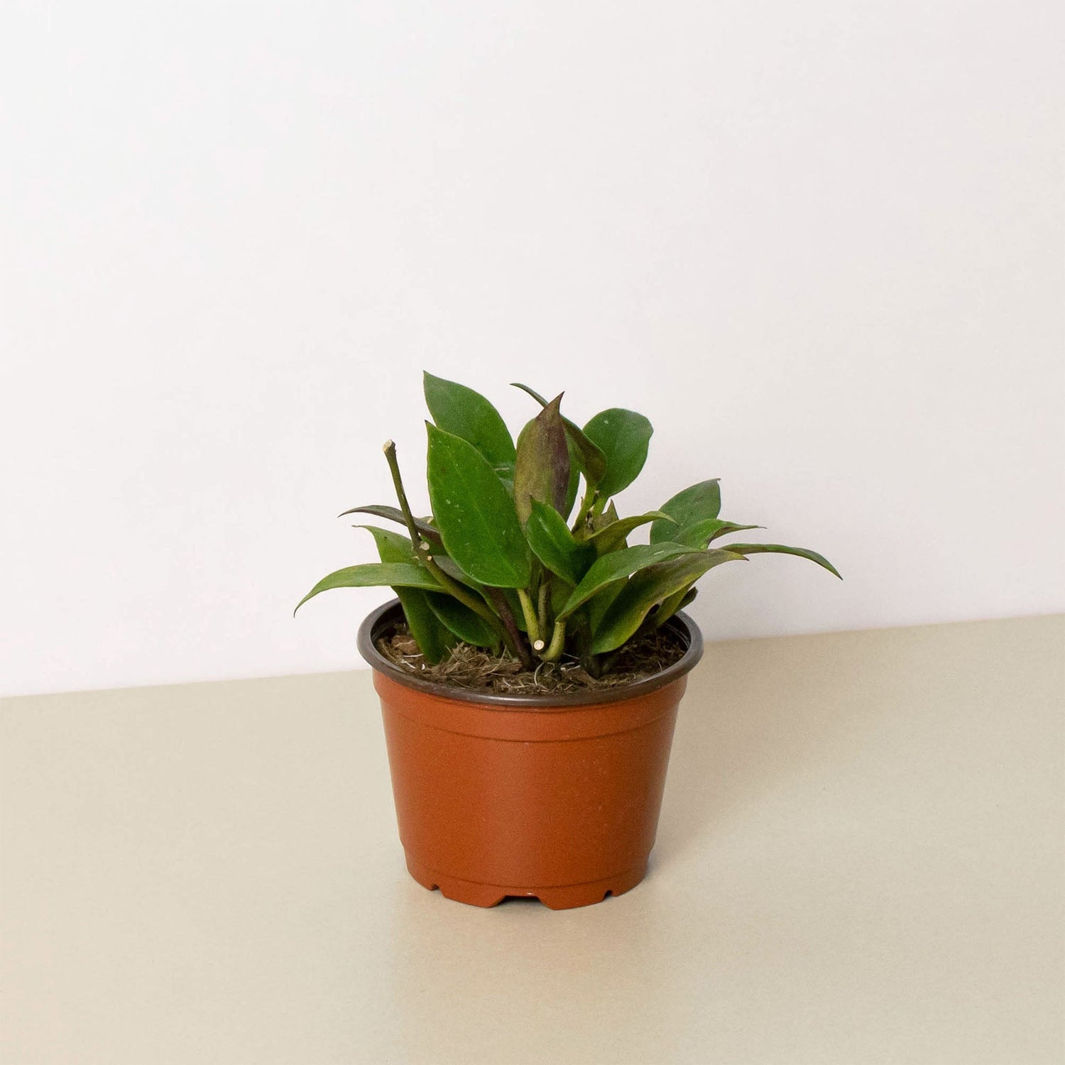 Hoya