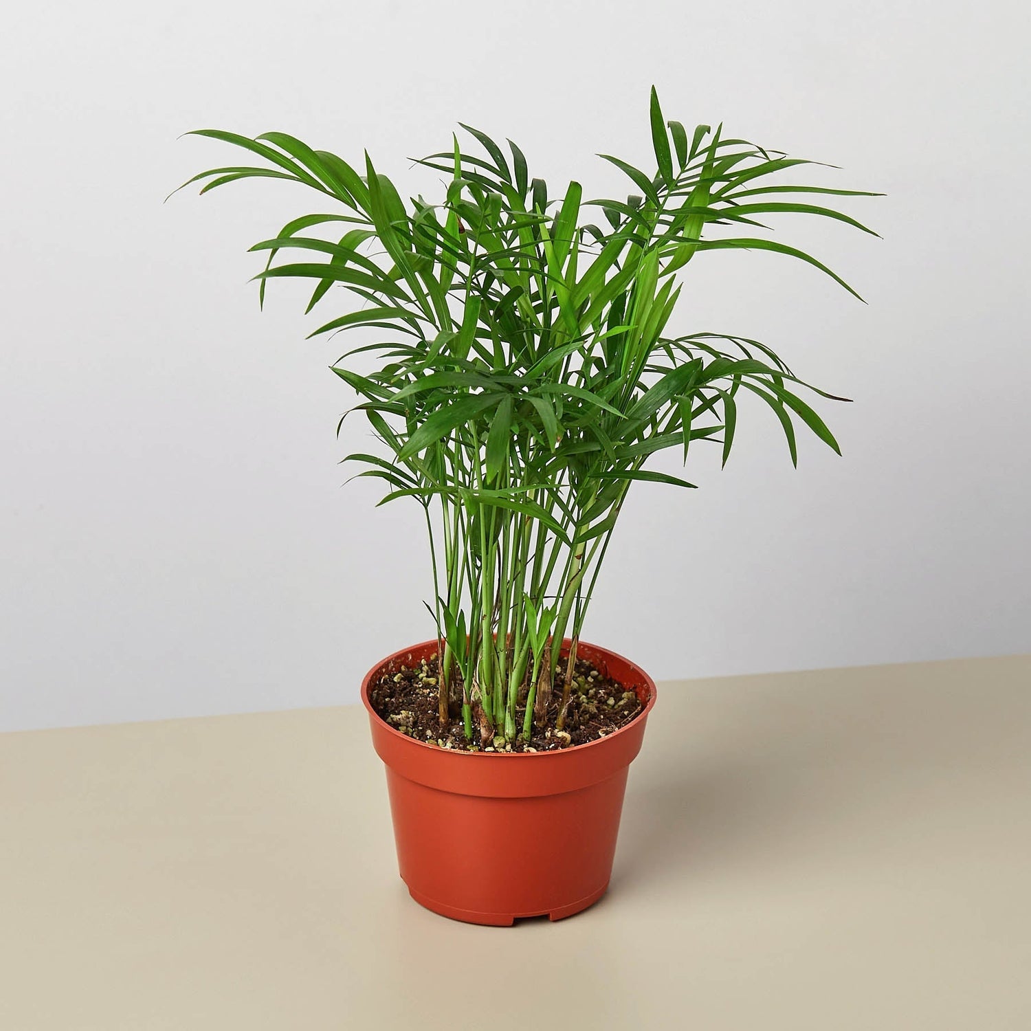 Palm