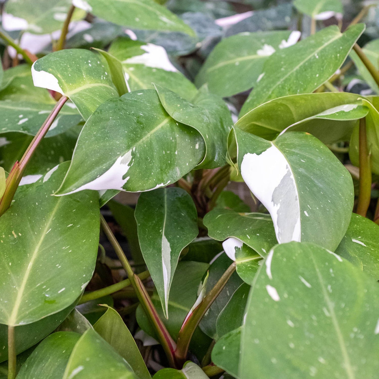 Philodendron