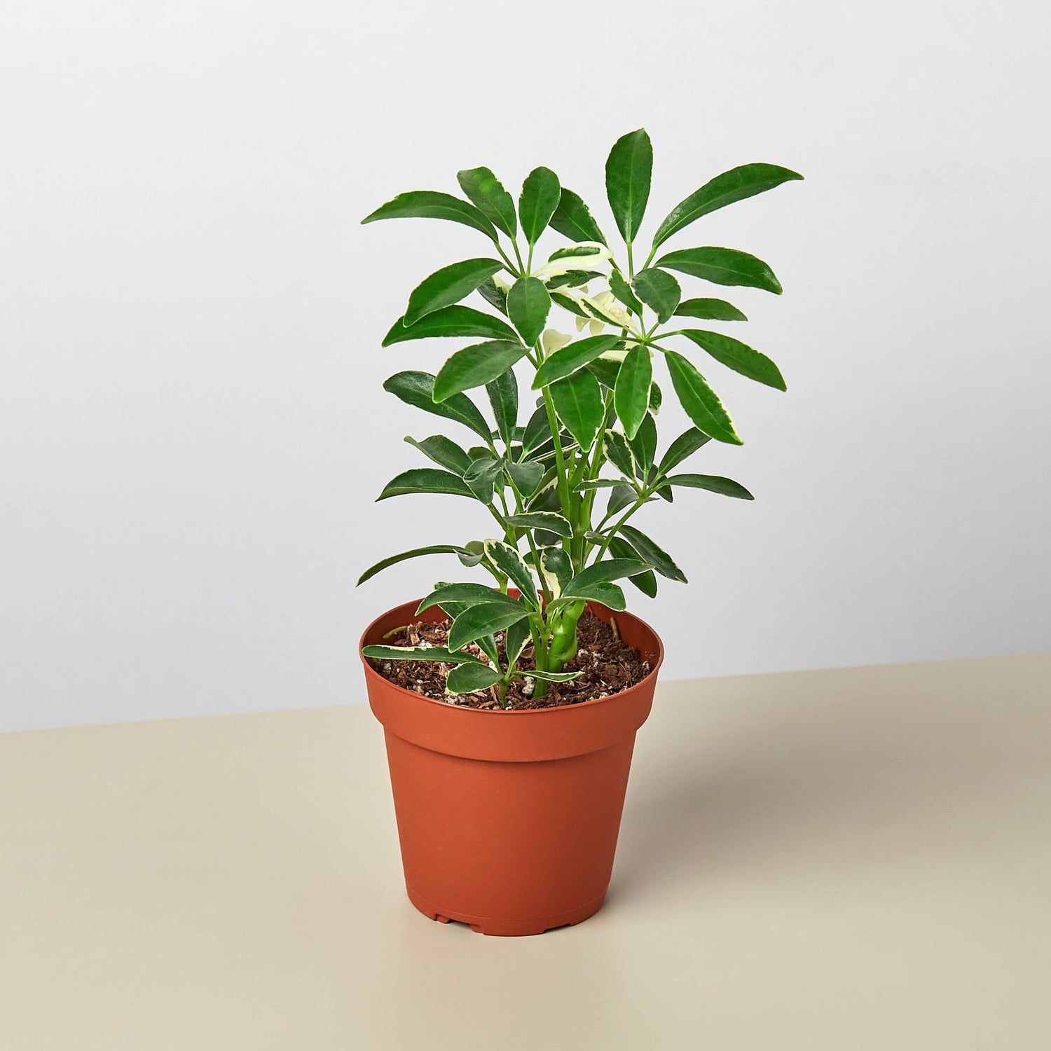 Schefflera
