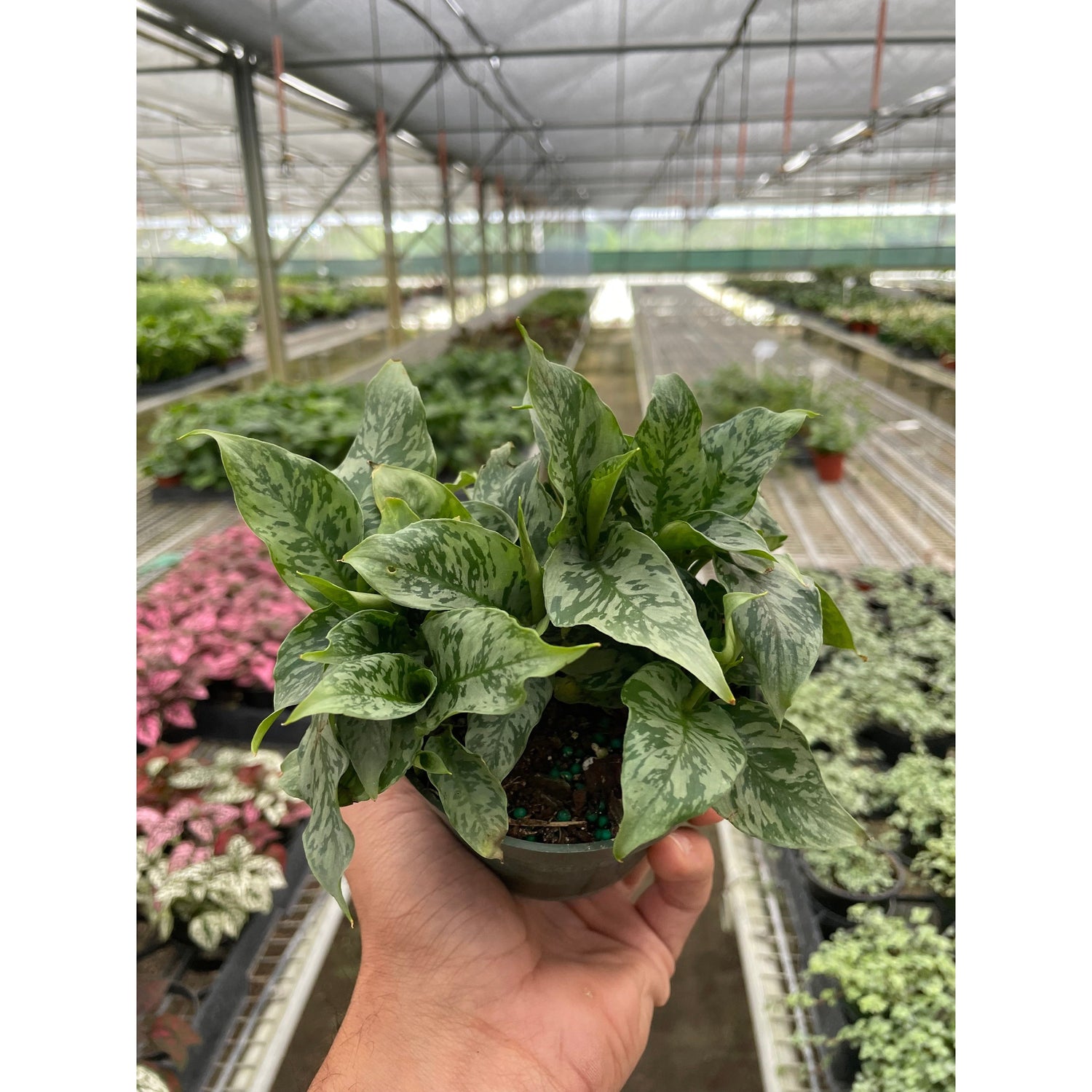 Schismatoglottis