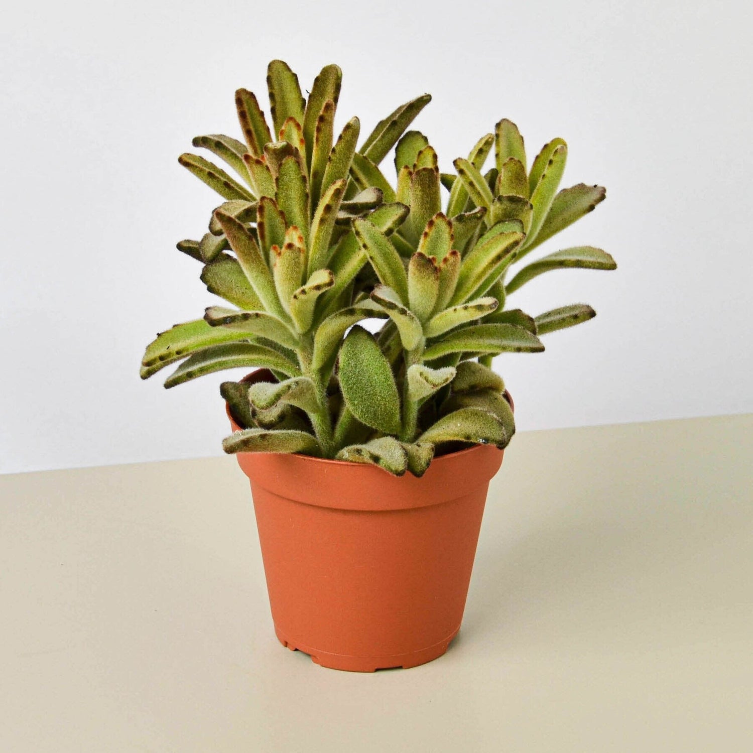 Kalanchoe