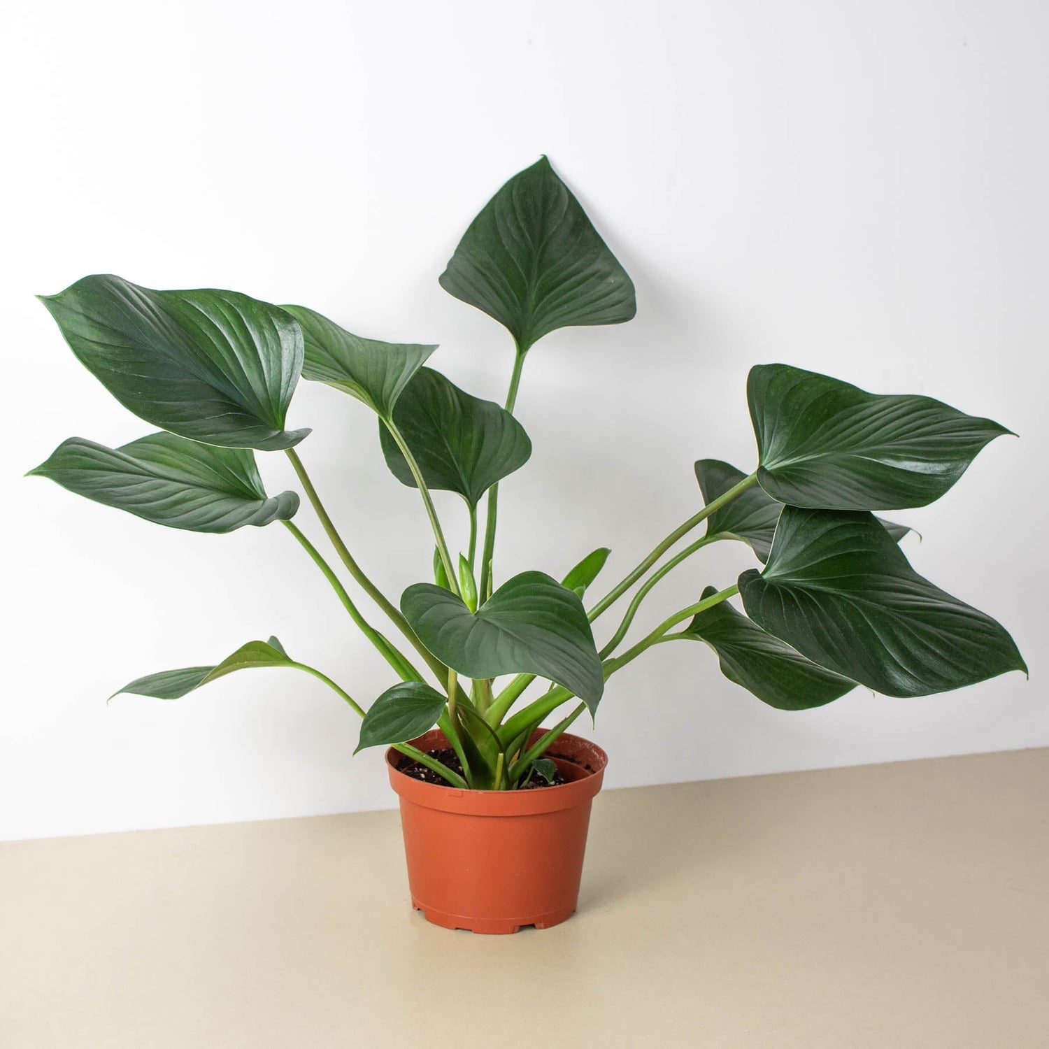 Homalomena
