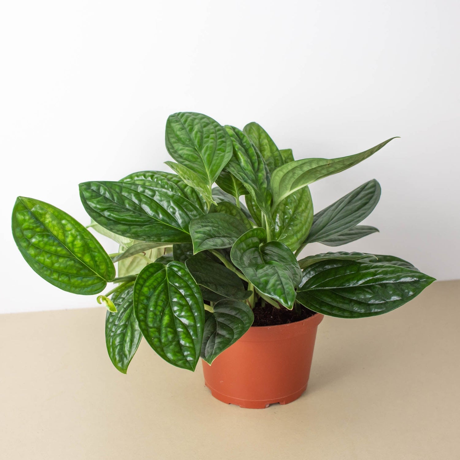 Monstera