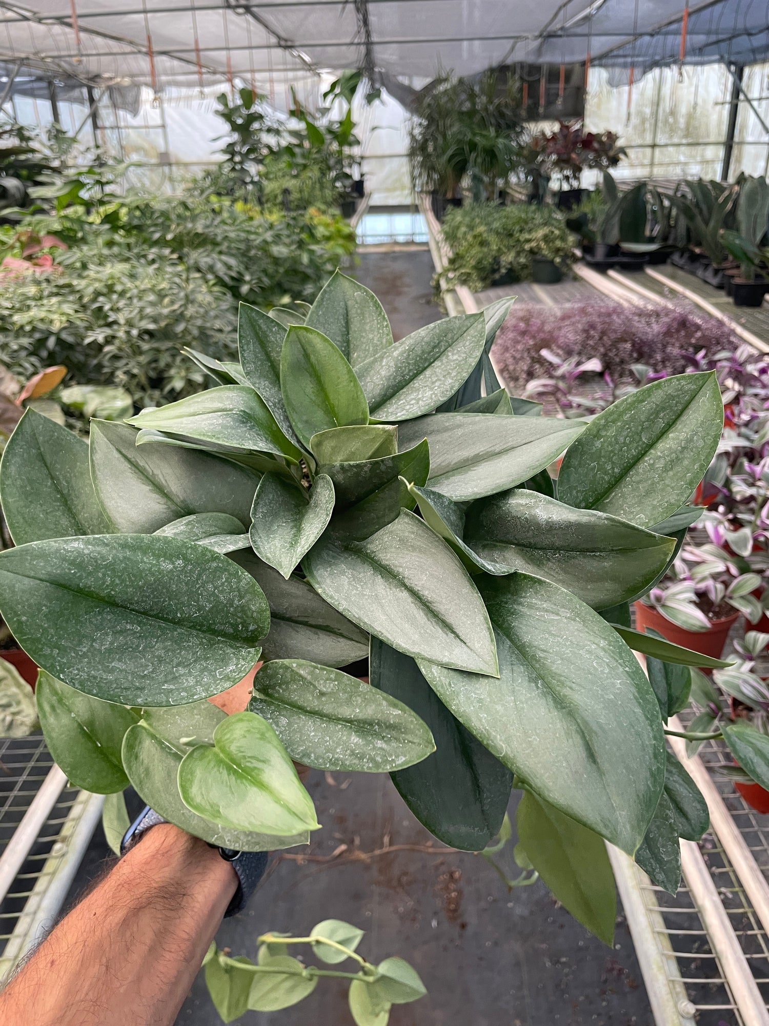 Scindapsus