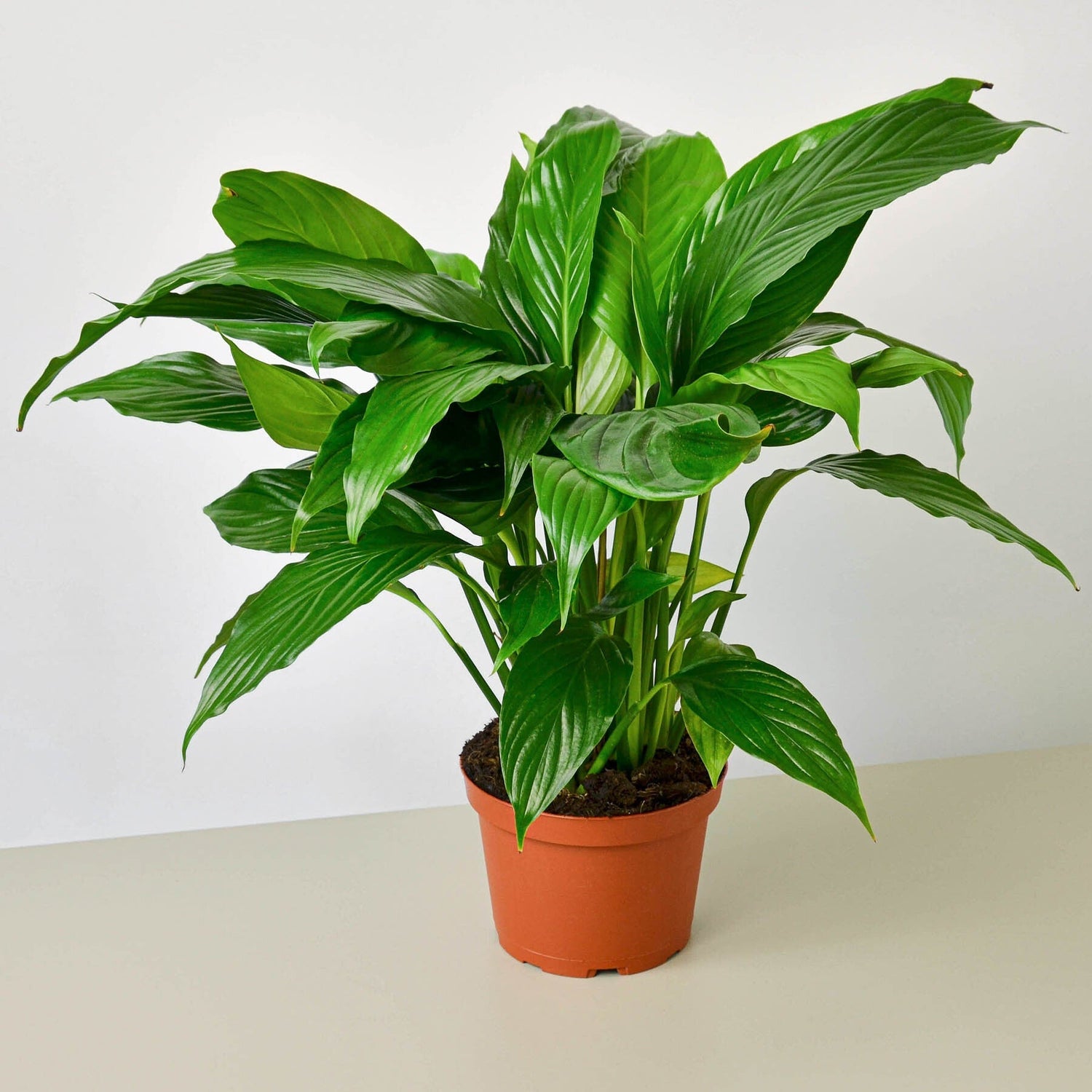 Spathiphyllum