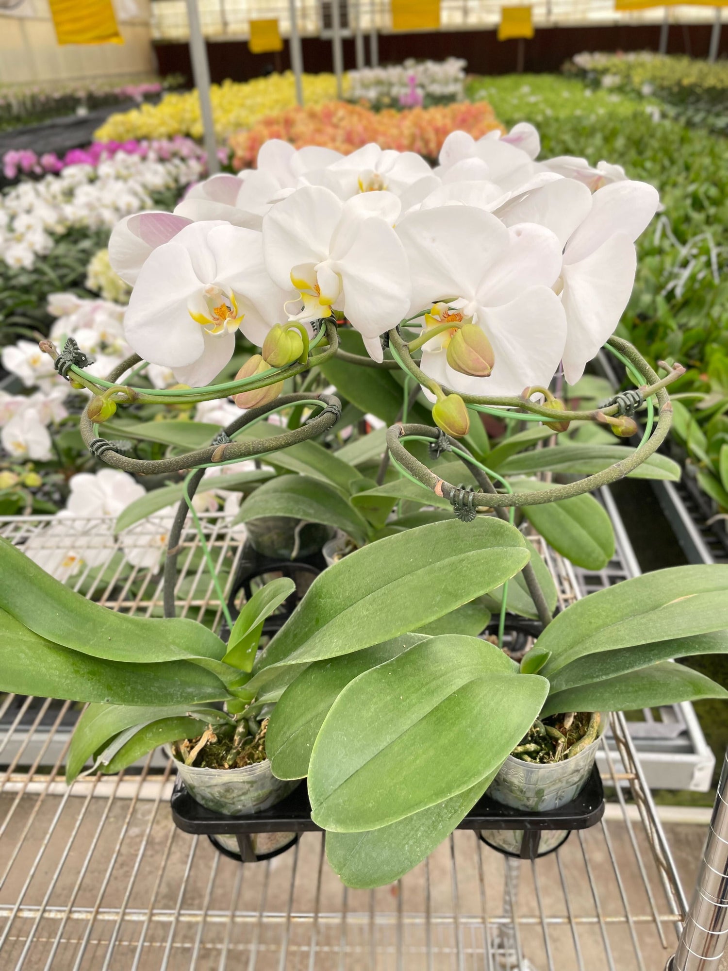 Orchids