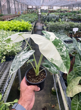 Alocasia