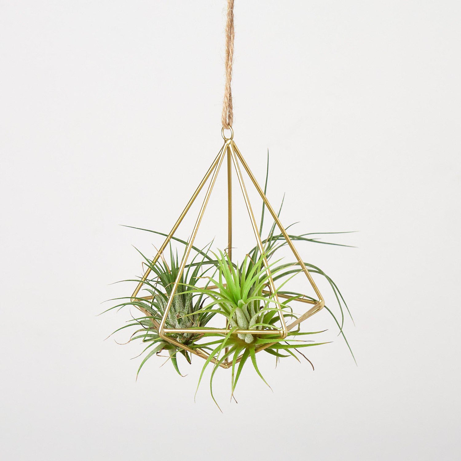 Air plants