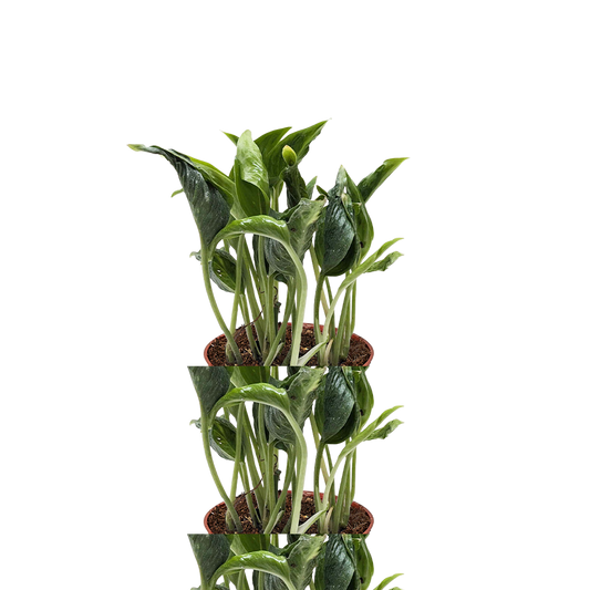 Pothos 'Shangri La'