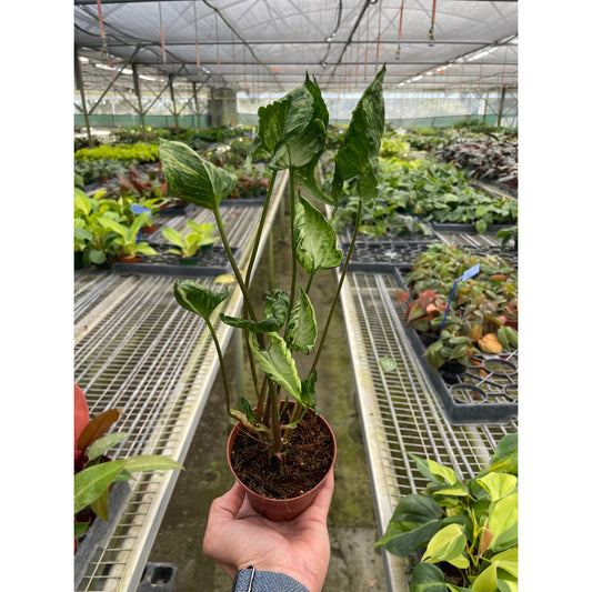 Syngonium 'Godzilla'