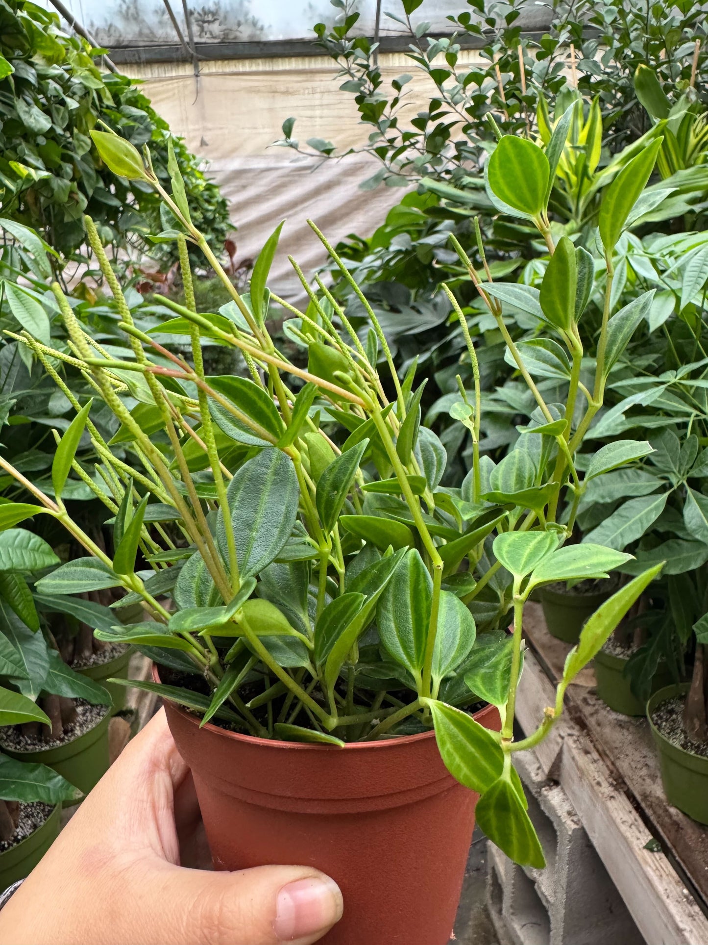 Peperomia 'Angulata'