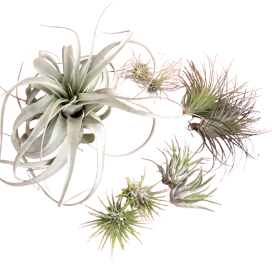 Mothers Day Air Plant Bundle